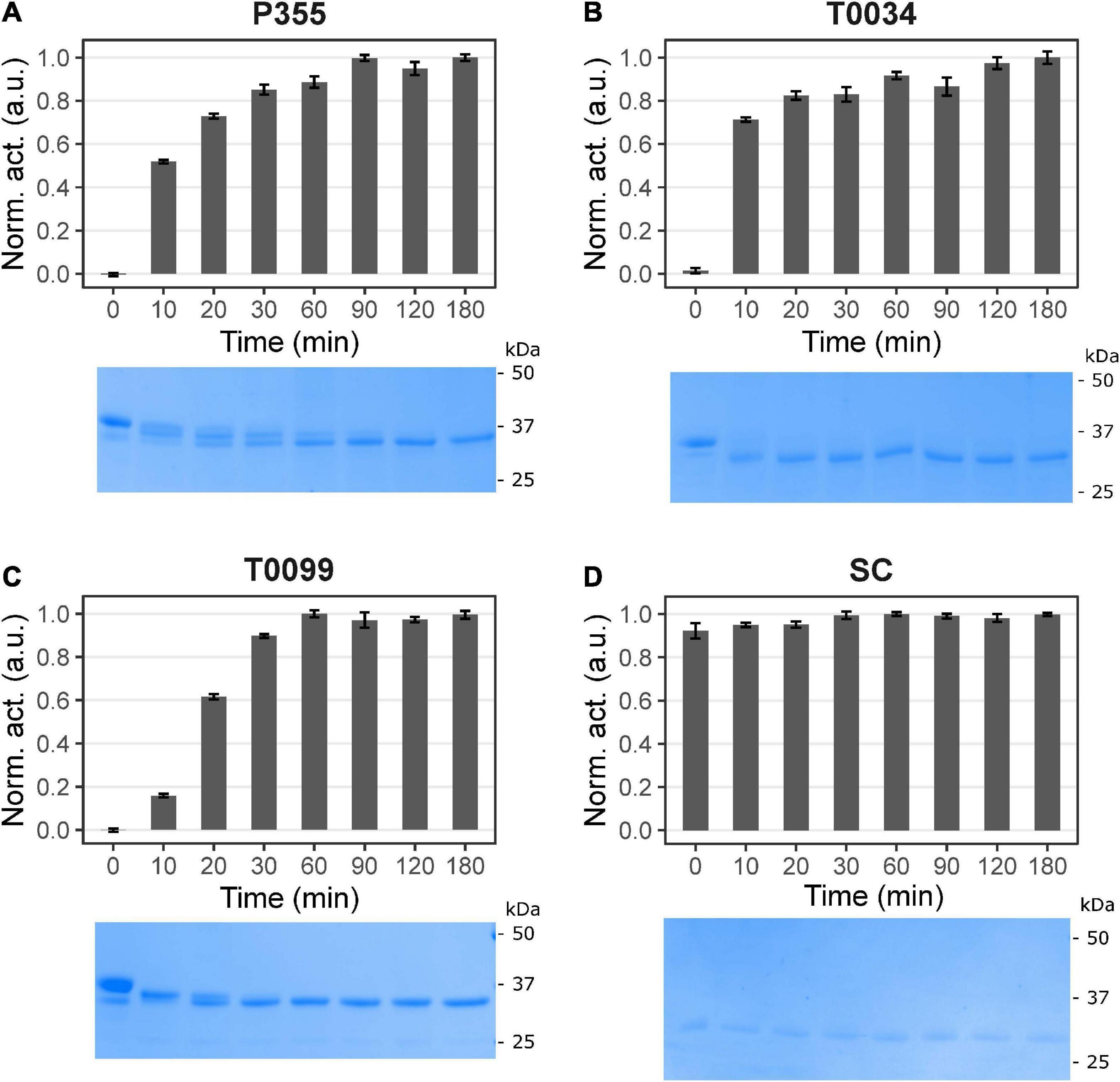 Characterization of a novel cold-adapted intracellular serine protease from the extremophile Planococcus halocryophilus Or1